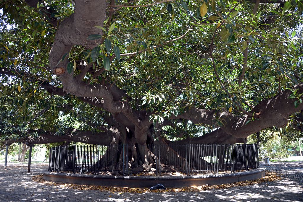 14 Large Tree Plaza Ramon J Carcano In Recoleta Buenos Aires